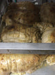 Whole Turkey Breast with a Porcini Tarragon Sauce Serves 10-12 p